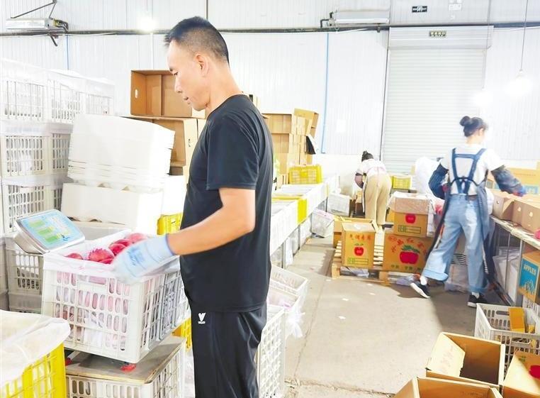 车间工人在对苹果进行称重 本版图片摄影:新甘肃·甘肃日报记者 李永萍