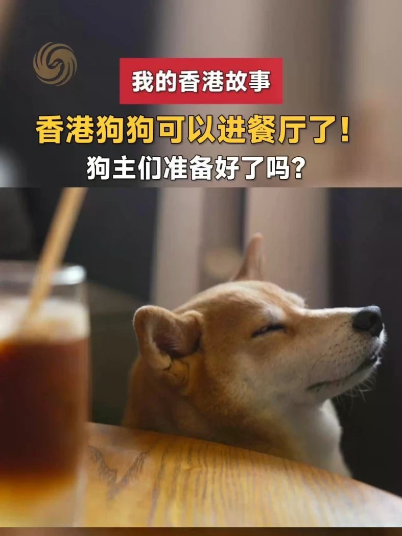 在香港，狗狗也能走进获准餐厅，陪主人一起吃饭了！2026年7月9日起，香港正式容许狗只进入获批准的食肆。但新的相处也带来了新的磨合。一顿饭背后，需要大家怎样配合，才能让人和狗都能自在相处？#我的香港