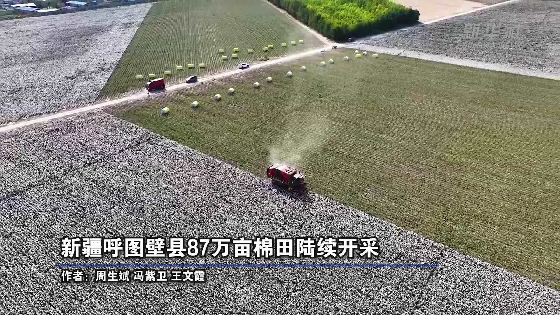 新疆呼图壁县87万亩棉田陆续开采
