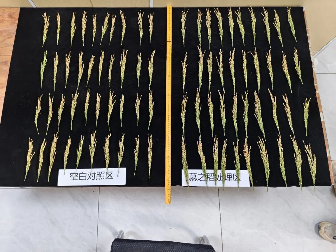 慕恩生物“慕之稻”水稻增产防病套装在津市农田投入试用，施用后的水稻整体长势优势明显。受访者供图