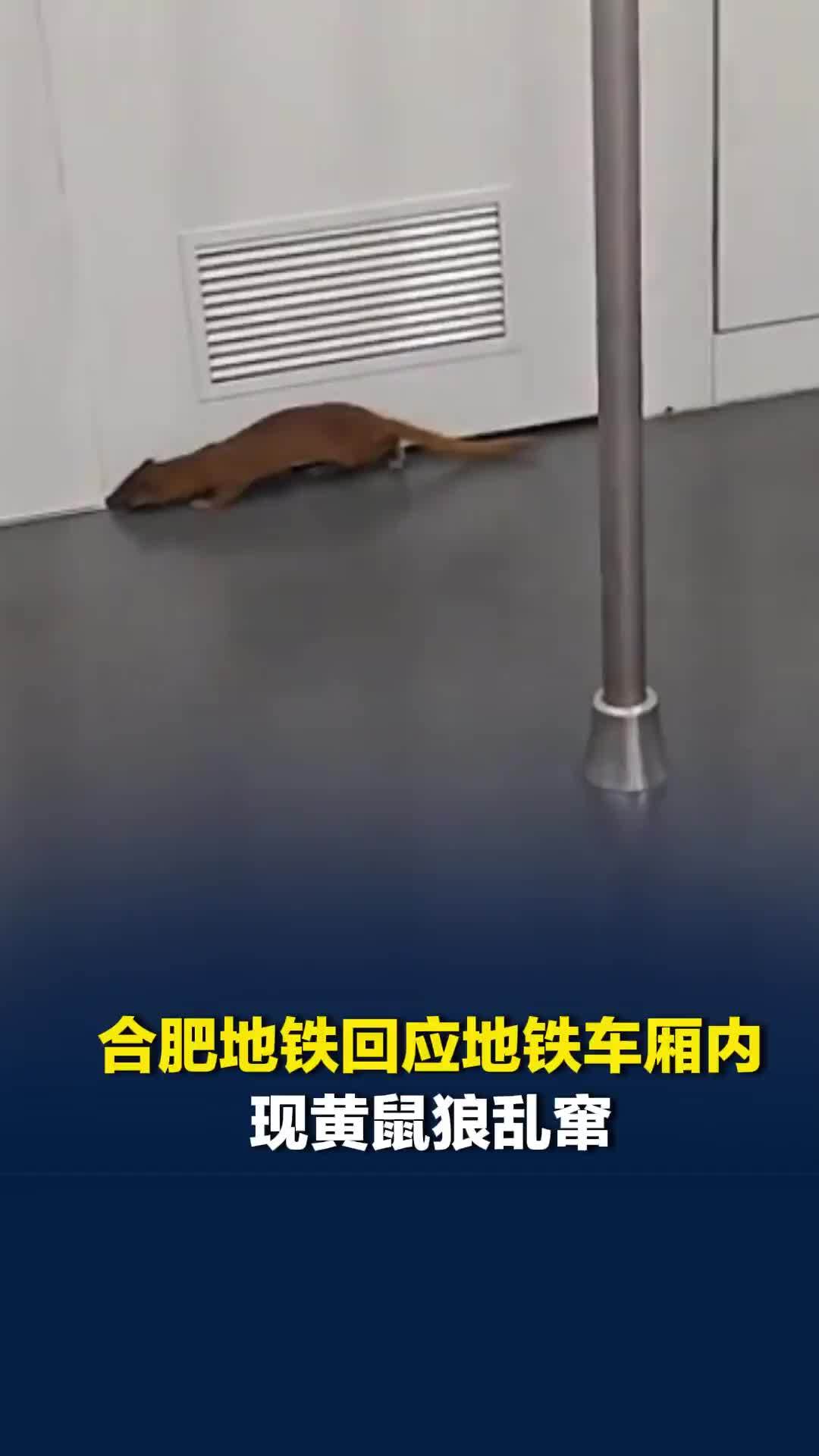 合肥地铁回应地铁车厢内现黄鼠狼：可能是停靠站点打扫卫生时窜入