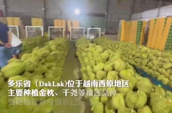 从越南多乐果园到广州江南市场，一颗榴莲的跨境之旅