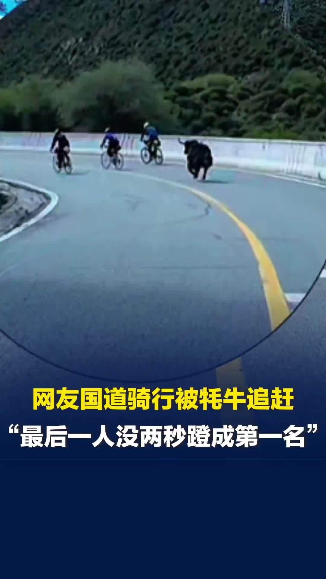 网友国道骑行被牦牛追赶，“最后一人没两秒蹬成第一名”，专家：遇牦牛不要奔跑尖叫