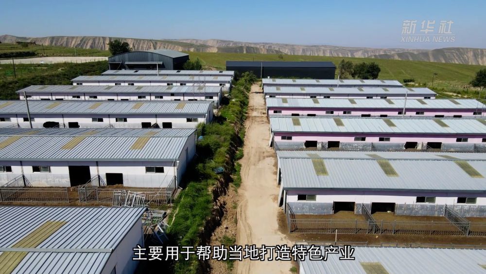 【甘快看】甘肃靖远：东西部协作助力肉羊产业铺就致富路