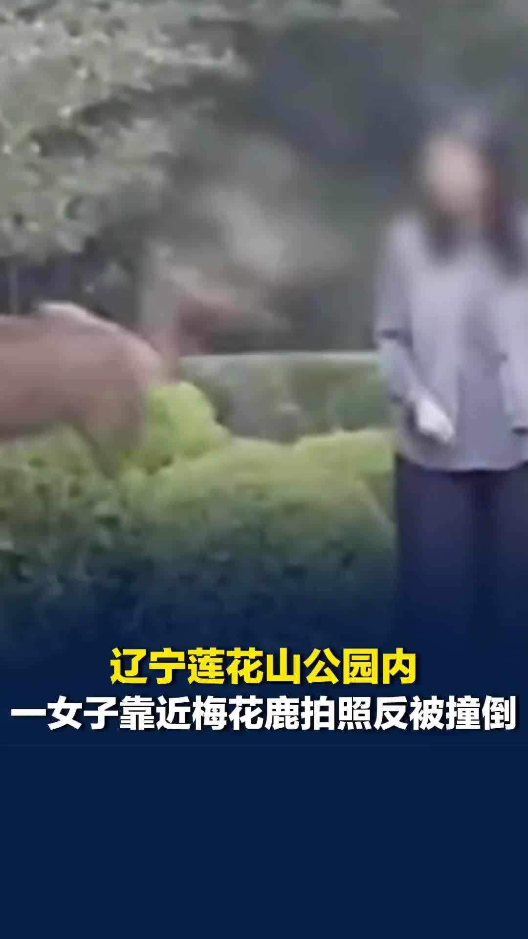 辽宁莲花山公园内一女子靠近梅花鹿拍照反被撞倒，目击者：一天看到了4起鹿顶人情况