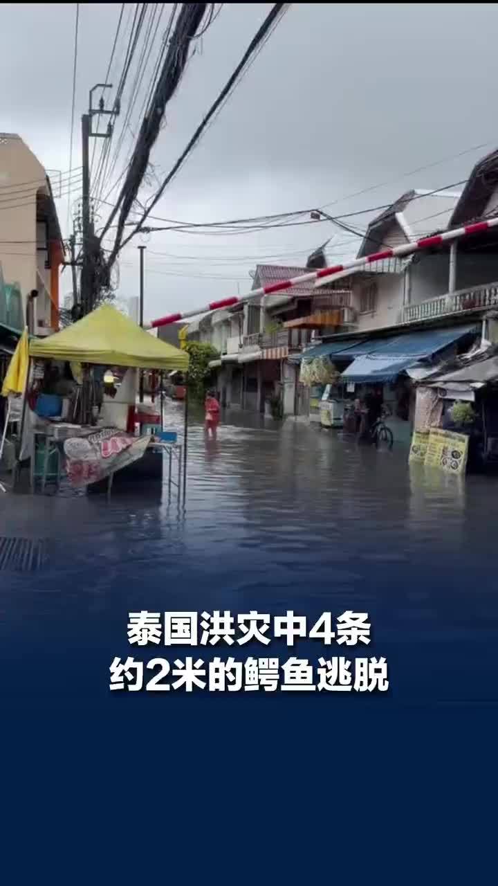泰国洪灾4条2米鳄鱼逃脱