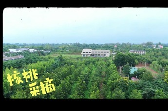 秋染大别山 康养来六安 | 秋山藏雅舍 金果落闲庭