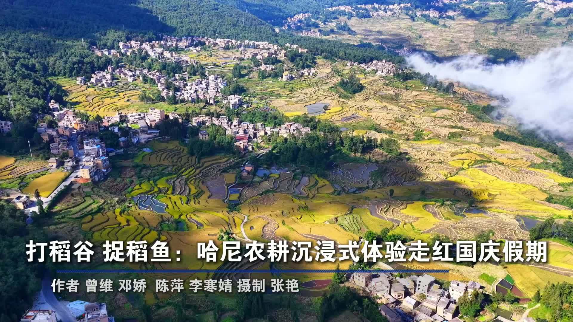 打稻谷 捉稻鱼：哈尼农耕沉浸式体验走红国庆假期