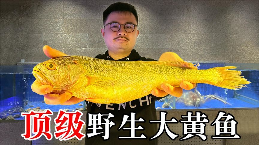 5200元一条的顶级野生大黄鱼 金光闪闪的海鲜珍品