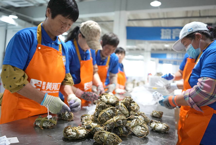 山东省东营市垦利区一处大闸蟹加工车间的工作人员对新鲜的大闸蟹进行分选和捆扎,销往全国各地。(资料照片)新华社记者 徐速绘 摄