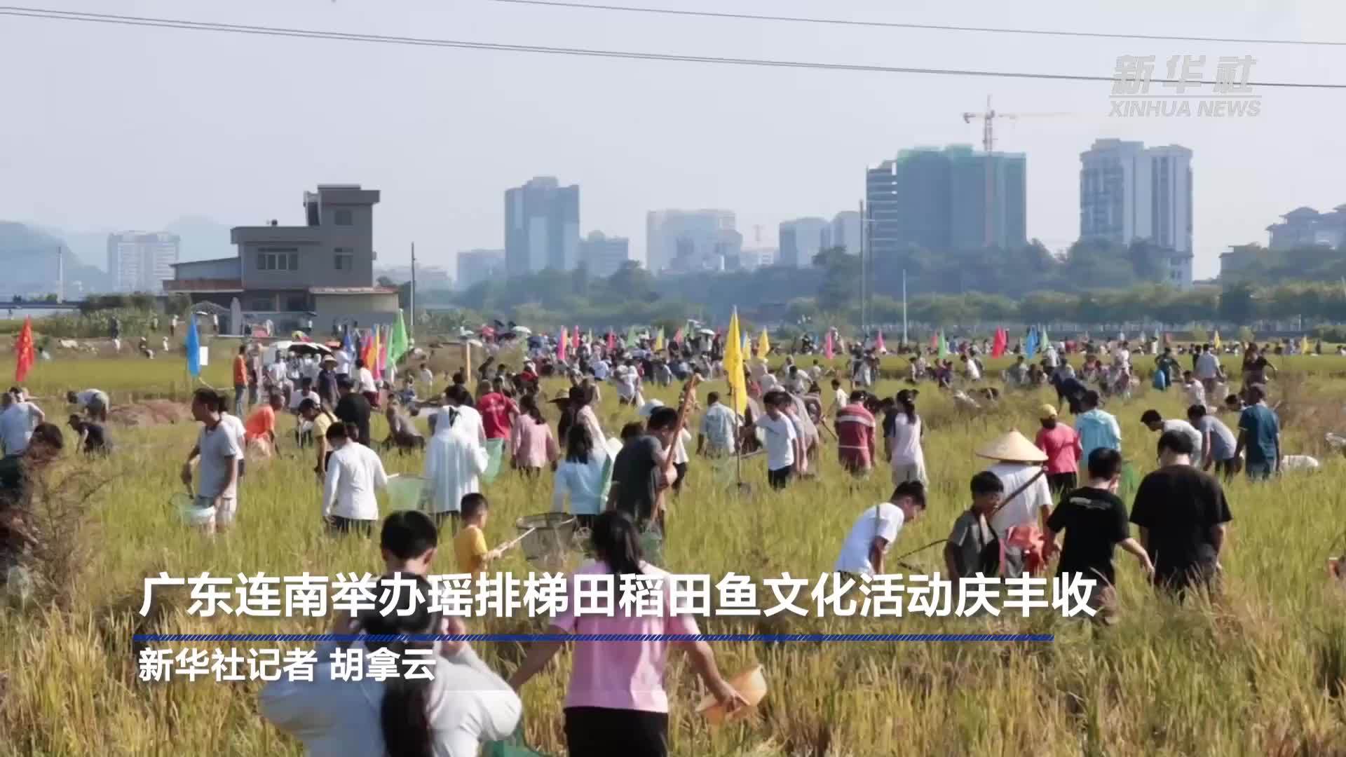 广东连南举办瑶排梯田稻田鱼文化活动庆丰收