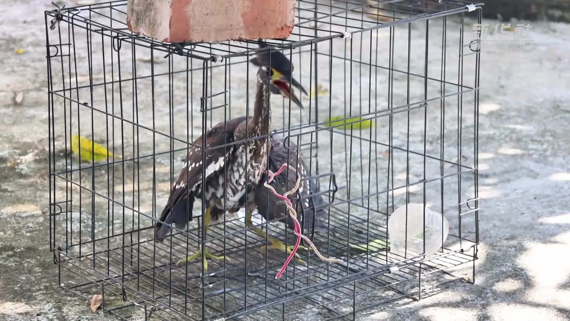 广西田林：救助受伤的“世界上最神秘的鸟”海南鳽