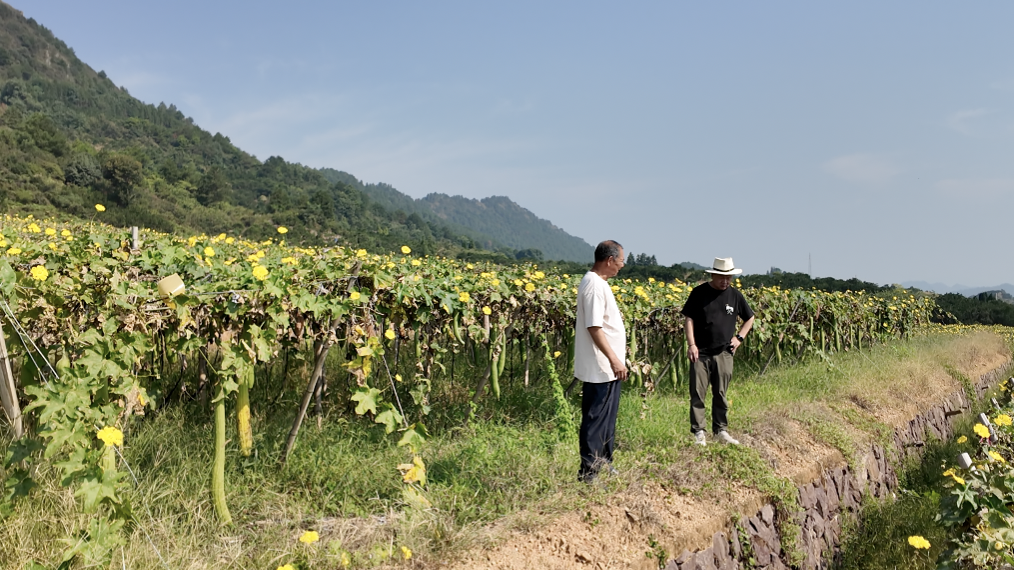 点“络”成金！慈溪-常山丝瓜络山海协作，探出可复制的山区富民路