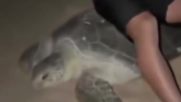 骑海龟拍照还发网上炫耀，两乌克兰游客虐待海龟视频曝光