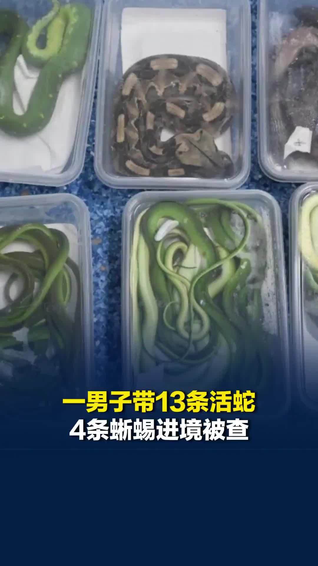 广东珠海拱北口岸一男子带13条活蛇4条蜥蜴进境被查，其中有2条是剧毒蛇