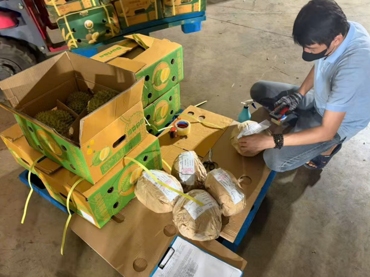 越南多乐榴莲企业到访深穗,进口榴莲竞争进入“拼供应链协同”阶段