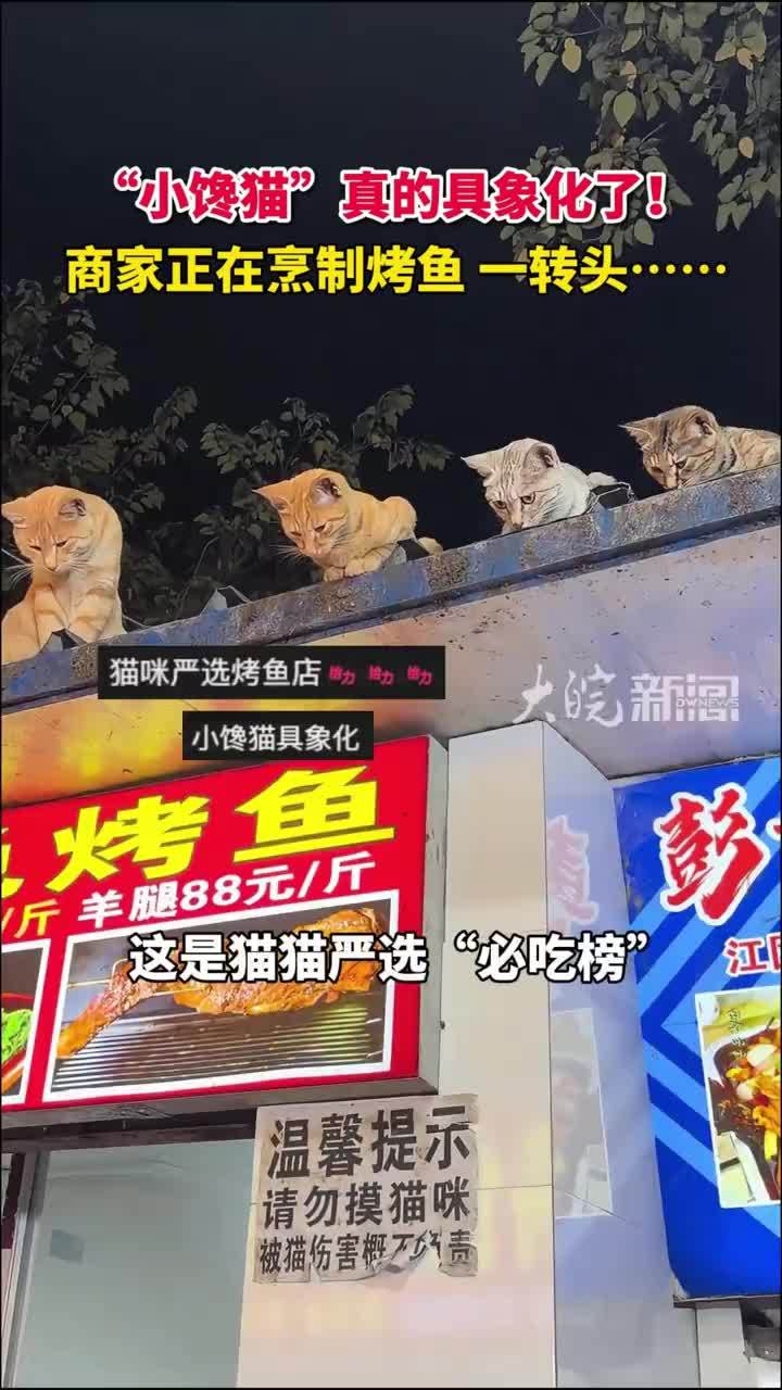 “小馋猫”真的具象化了！商家正在烹制烤鱼，一转头…… #猫咪 #猫猫 #治愈