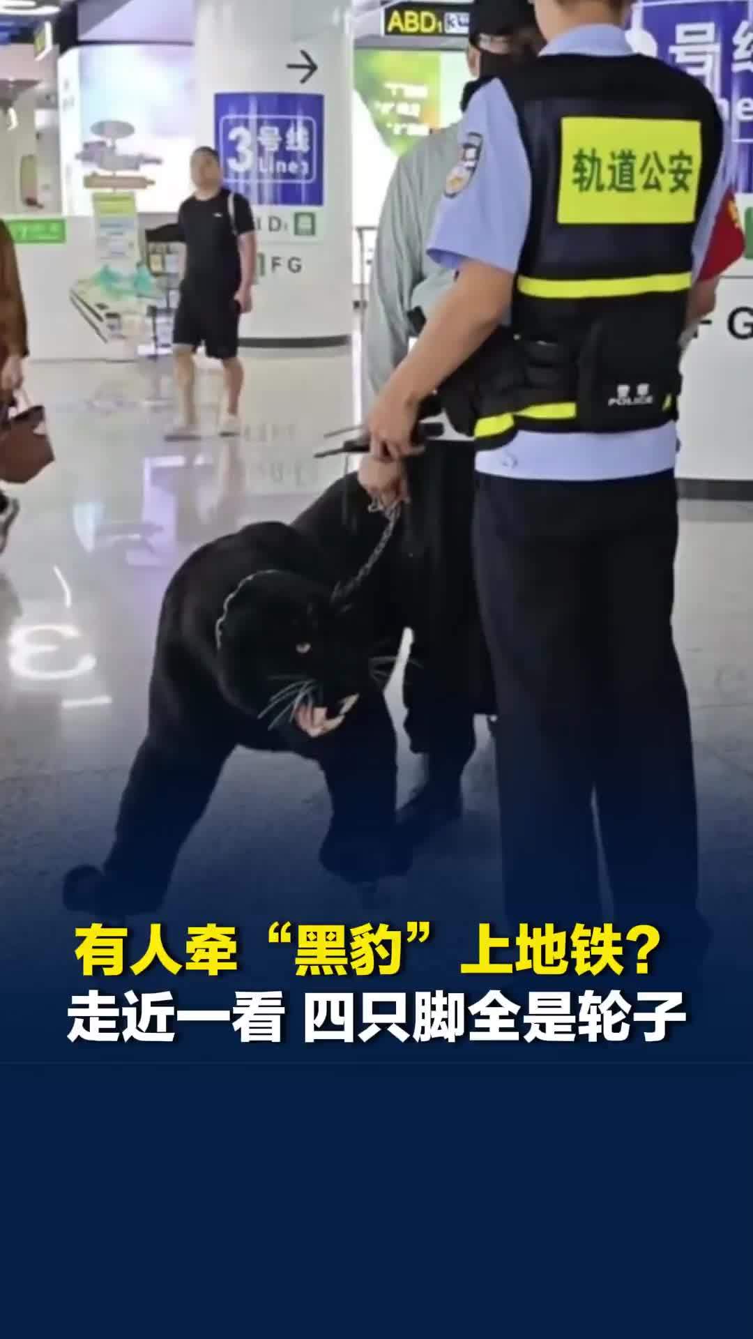 有人牵“黑豹”上地铁？走近一看，四只脚全是轮子，网友：求链接！济南地铁回应