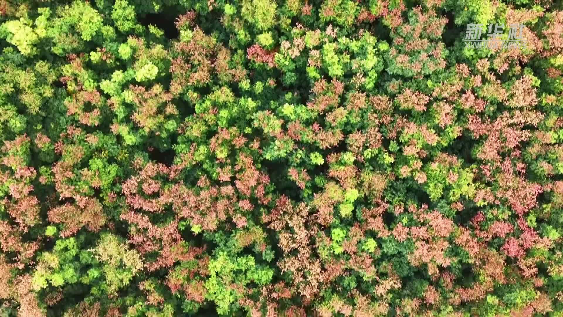 瞰中国｜山东定陶：一树“灯笼果”摇曳伴佳节