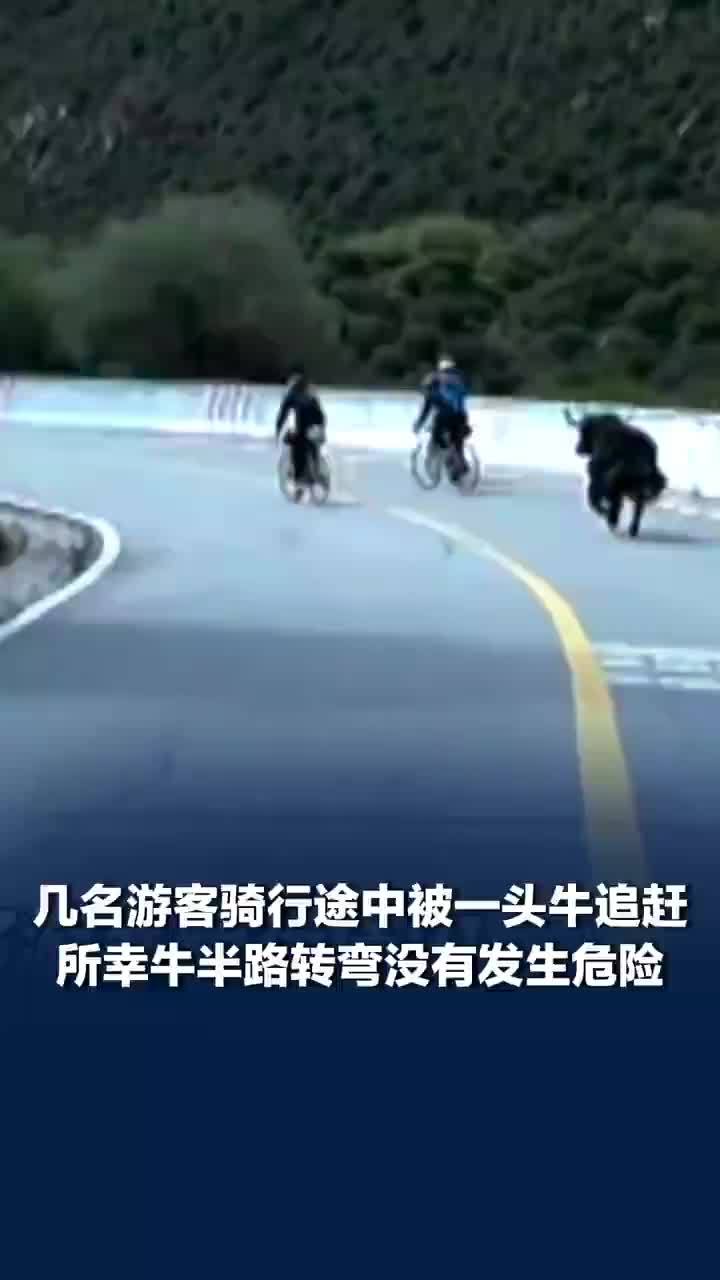 游客骑行被牛追赶肾上腺素飙升