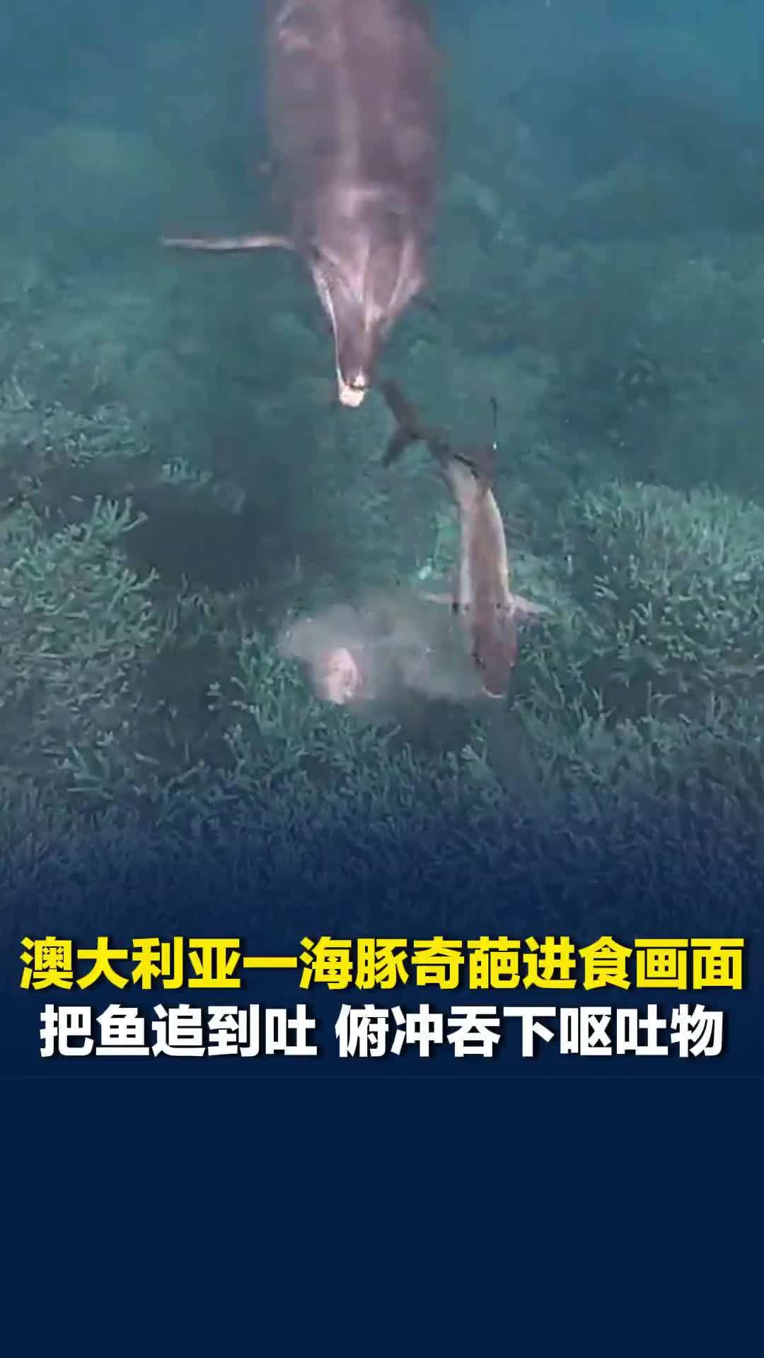 澳大利亚一海豚奇葩进食画面：把鱼追到吐，俯冲吞下呕吐物，重复10次