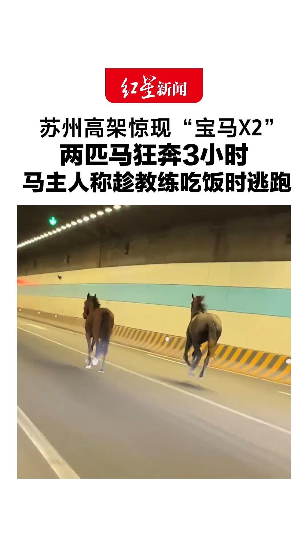 苏州高架惊现“宝马X2”，两匹马狂奔3小时，马主人称趁教练吃饭时逃跑，网友：过节谁都不想上班