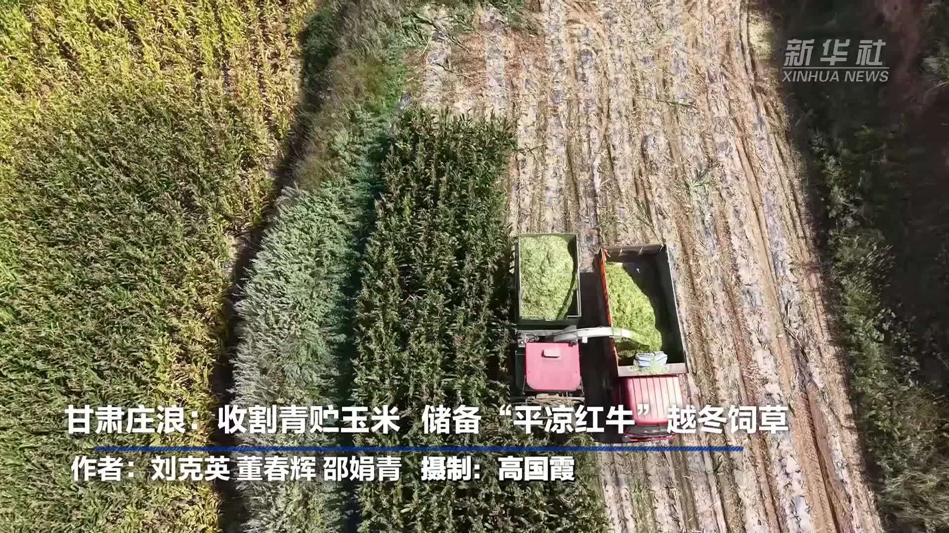 甘肃庄浪：收割青贮玉米 储备“平凉红牛”越冬饲草
