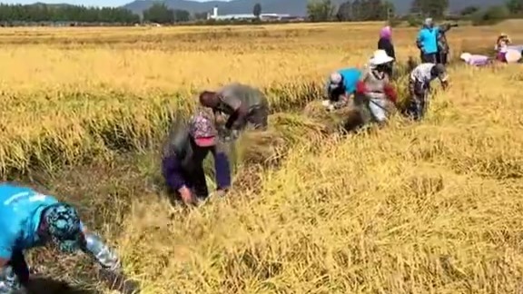 “农民交公粮能否视同缴社保”引发热议，背后是社会对农民生活问题的关心