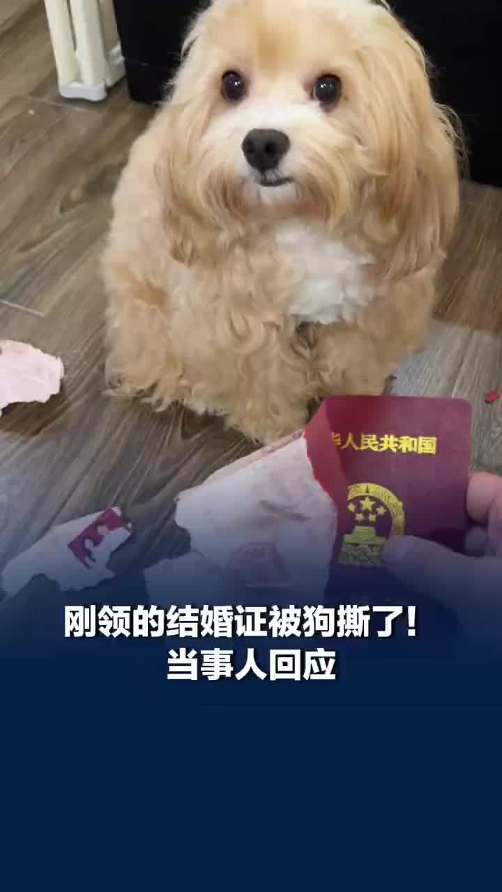 网友领证第2天结婚证被狗咬得稀碎