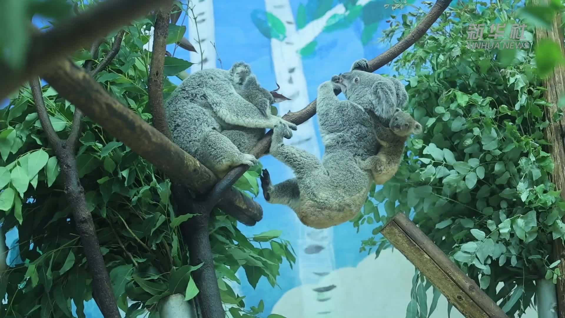 国庆添萌趣 长隆三只考拉幼崽与游客见面