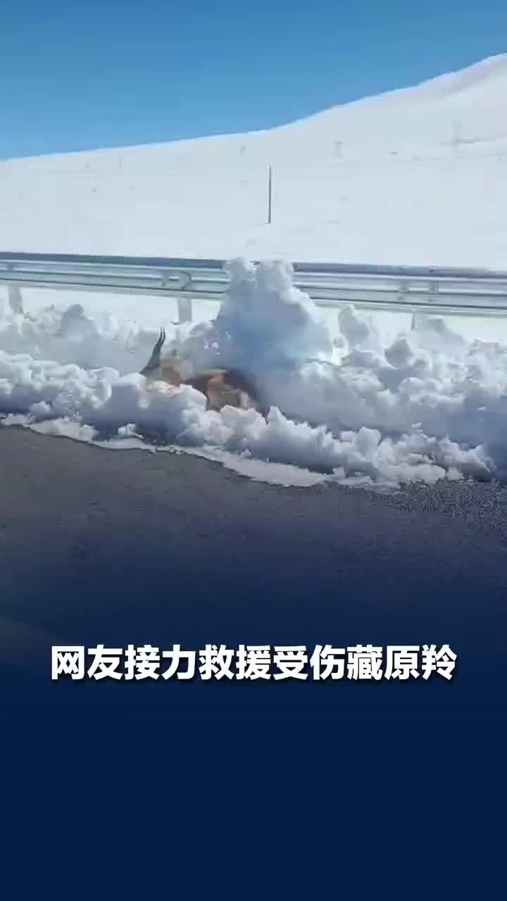 藏原羚被车撞伤游客接力救援