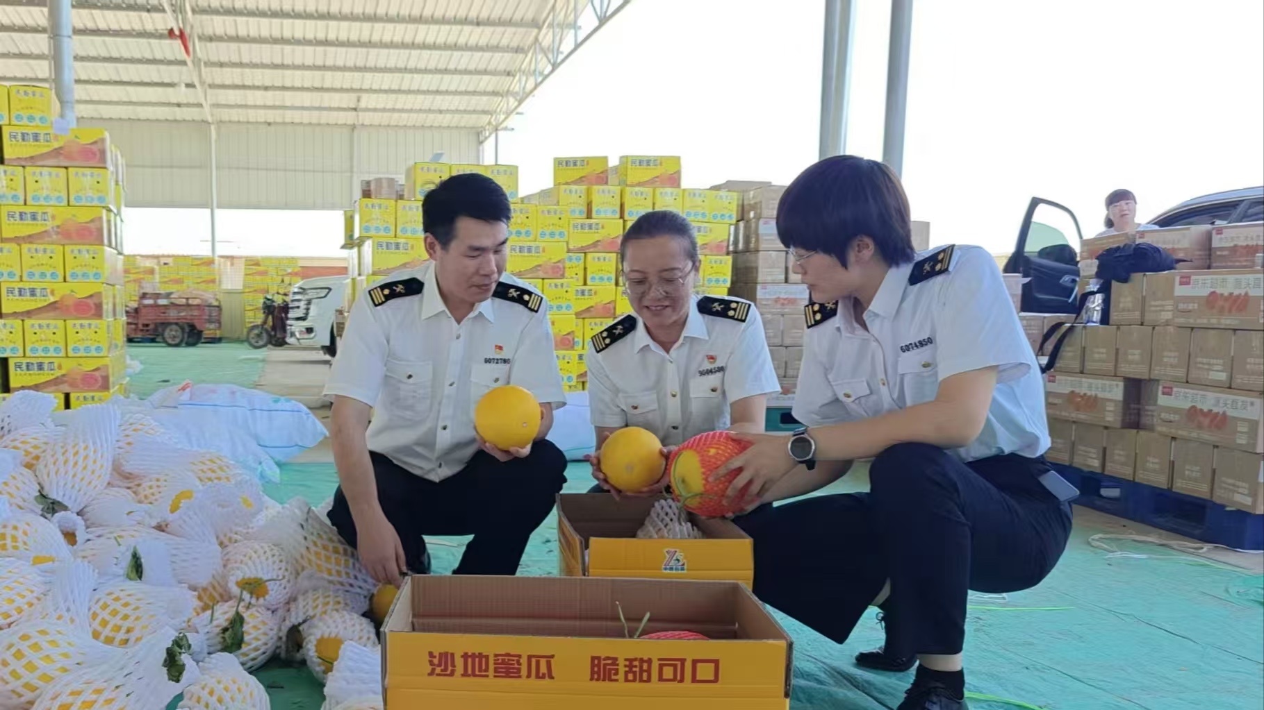兰州海关所属金昌海关关员对民勤蜜瓜开展现场查验　通讯员　徐思静　摄