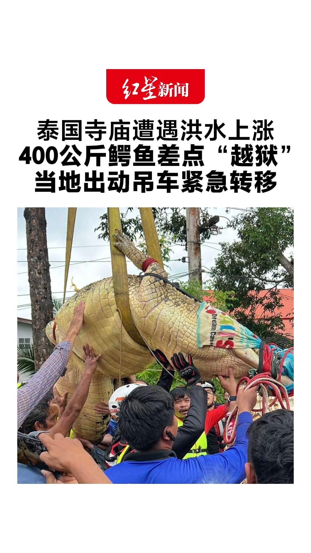 27岁400公斤鳄鱼差点“越狱”！泰国一寺庙因洪水上涨 寺内饲养的鳄鱼面临逃逸风险 当地出动吊车紧急转移