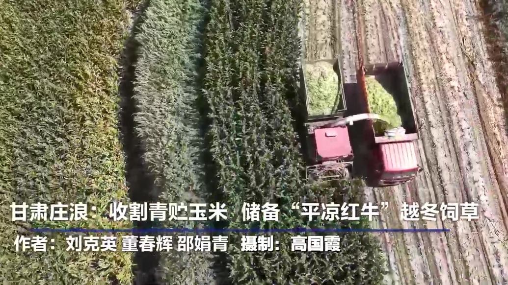 【甘快看】甘肃庄浪：收割青贮玉米　储备“平凉红牛”越冬饲草