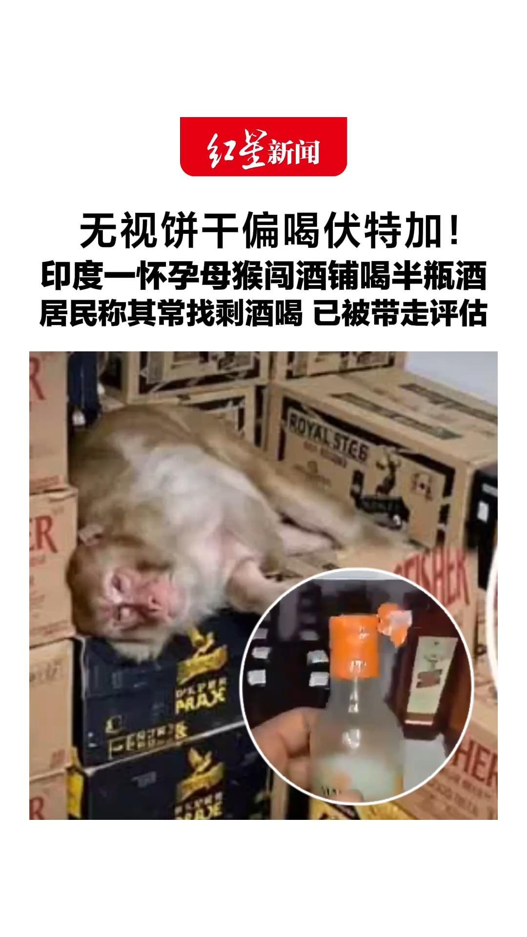 无视饼干偏喝伏特加！印度一怀孕母猴闯酒铺喝半瓶酒，居民称其常找剩酒喝，已被带走评估，此前有醉猴伤人被判“终身监禁”
