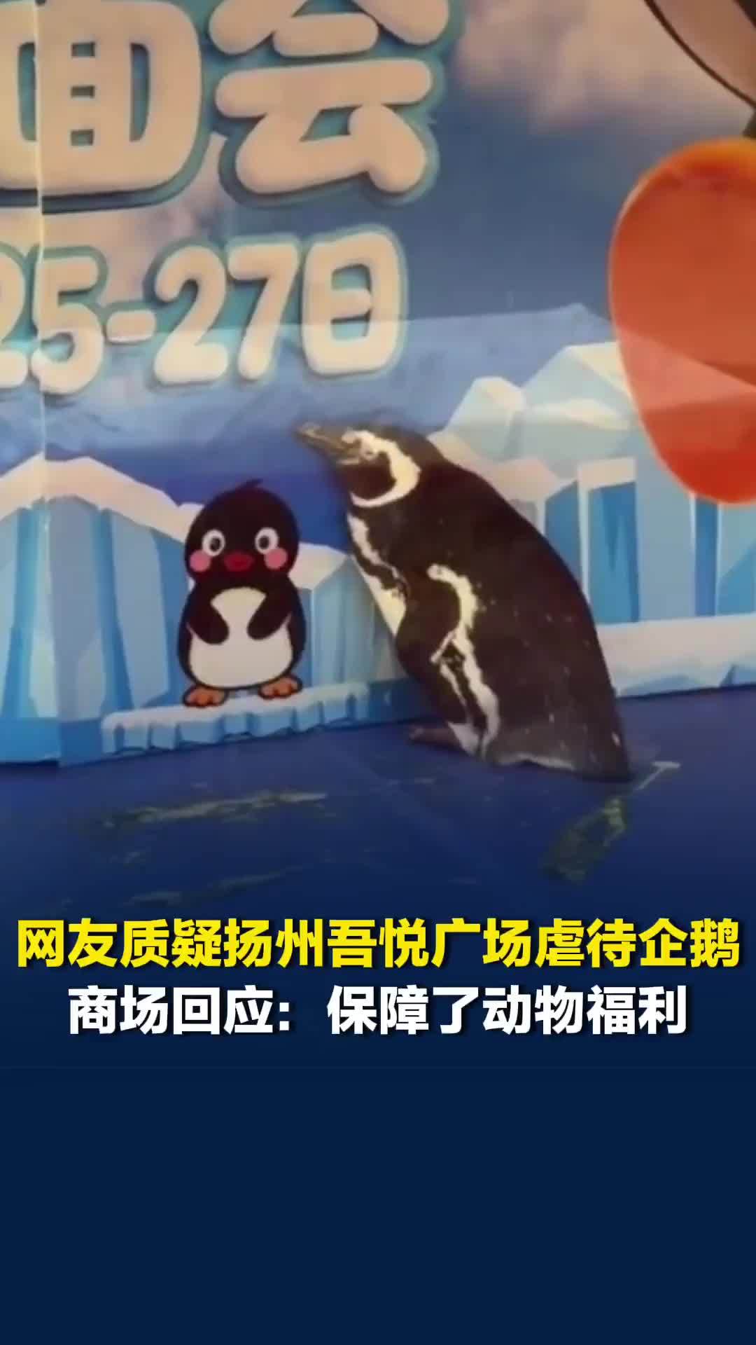 网友质疑扬州吾悦广场虐待企鹅，商场回应：保障了动物福利