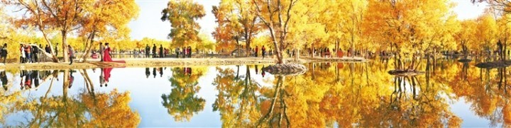 金塔沙漠胡杨林景区