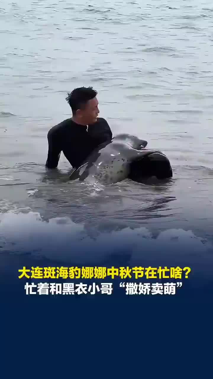 网红斑海豹娜娜和黑衣小哥重逢