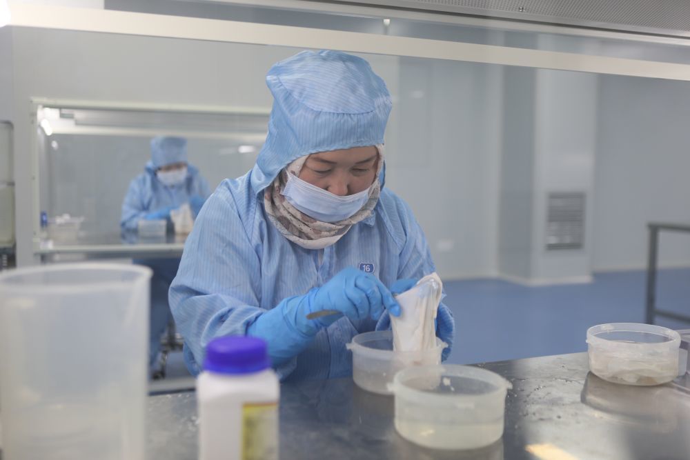 嘉林生物科技(临夏)有限公司工作人员正在对牛心包进行剥离附着物处理 新华社记者 张睿 摄