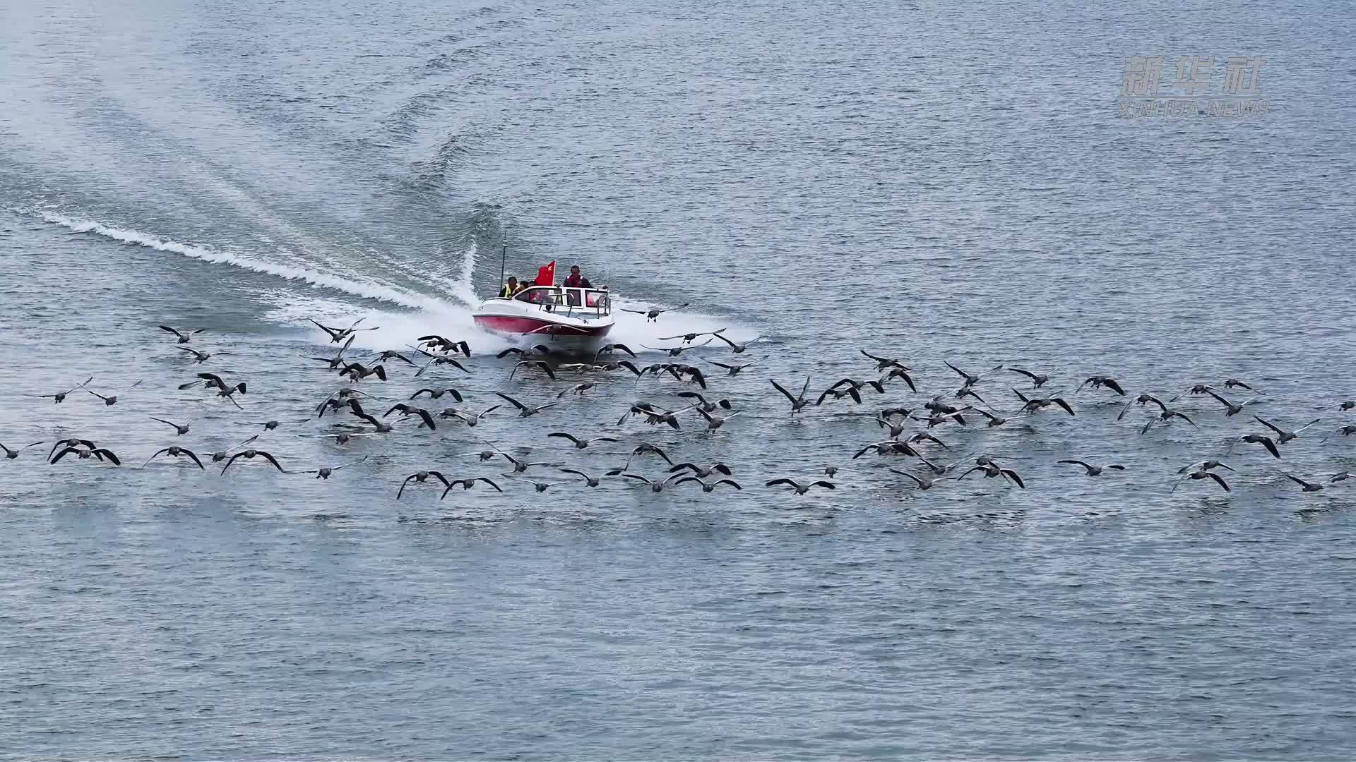 重庆合川：大雁伴飞勾画和谐浪漫江湾