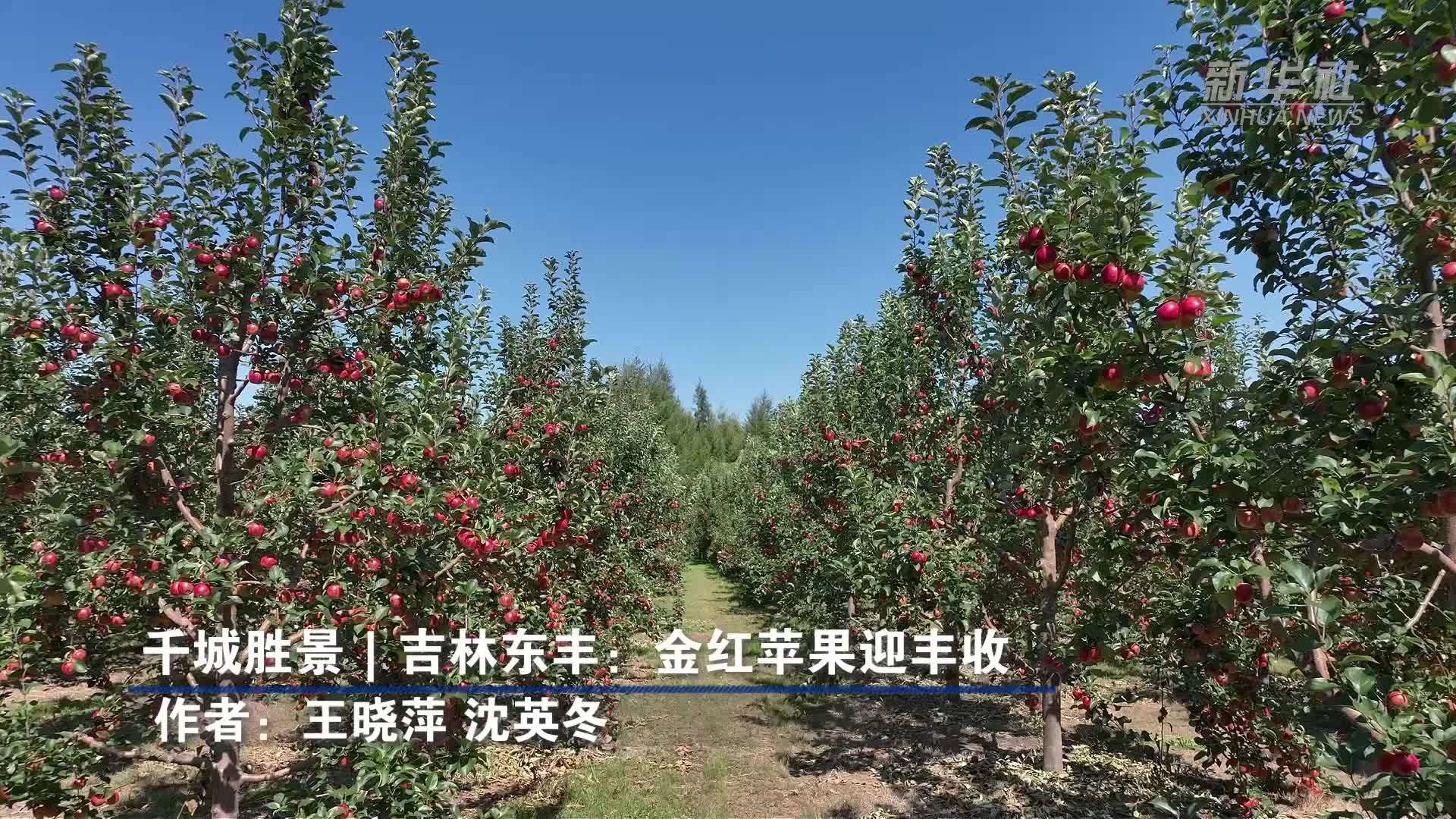 千城胜景｜吉林东丰：金红苹果迎丰收
