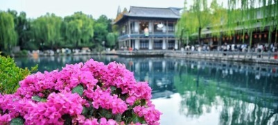 济南五龙潭新添美景，三角梅盛放绘就秋日画卷