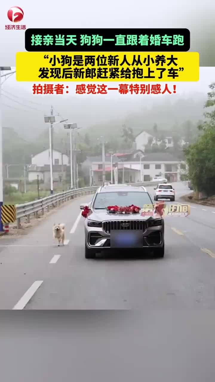 接亲当天狗狗追婚车被新郎抱上车