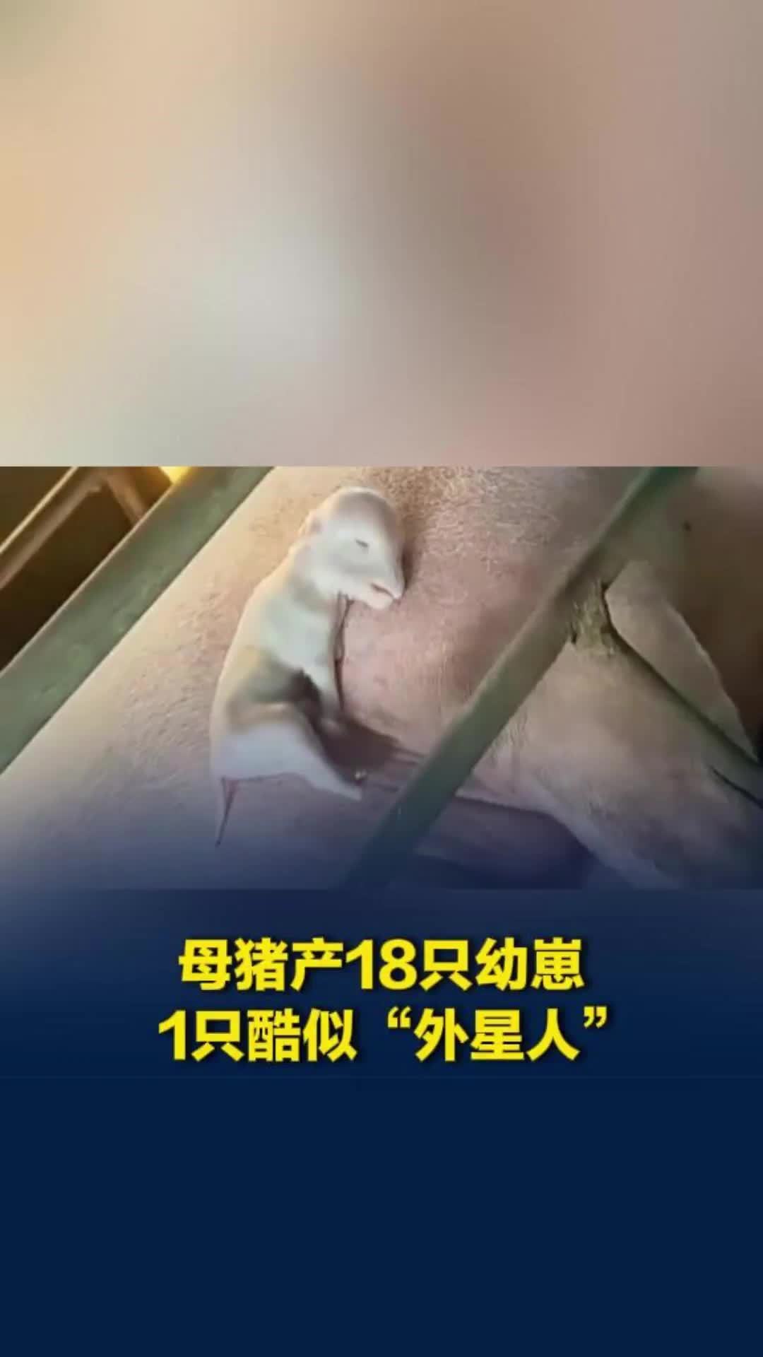 母猪产18只幼崽其中一只酷似“外星人”，养殖户：只活了几小时，有人千元求购做标本