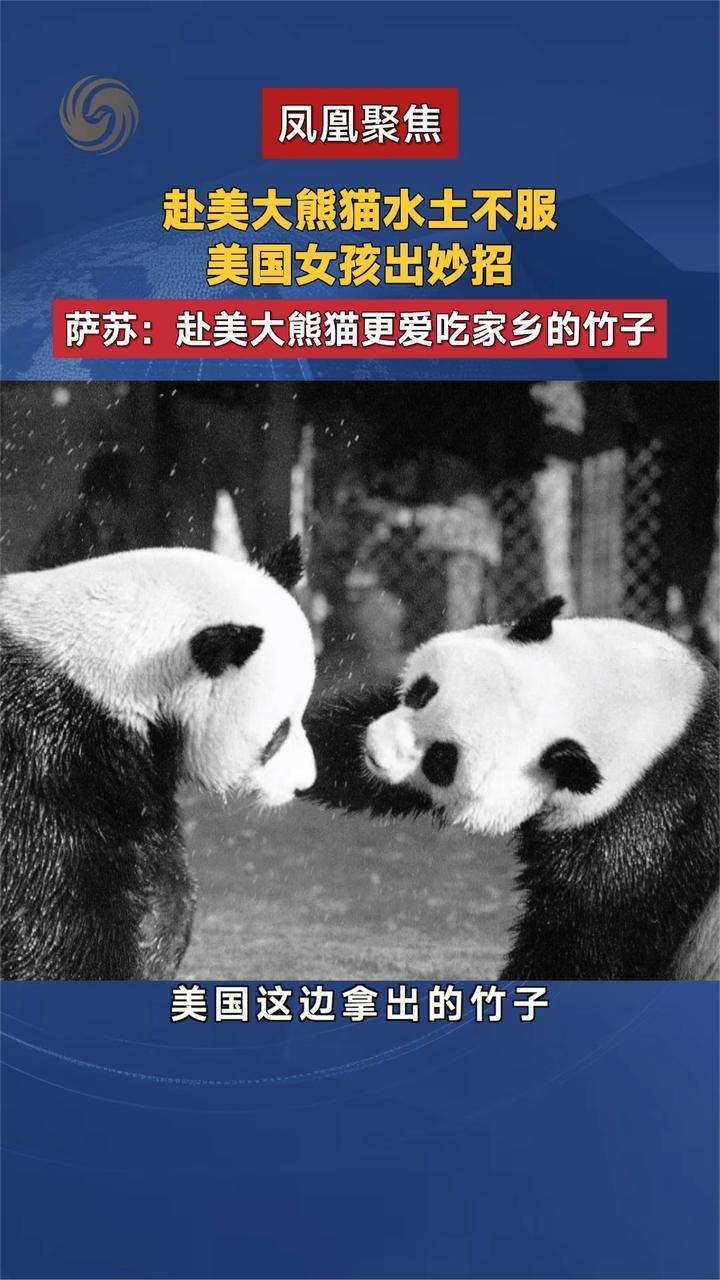 新中国第一对赴美大熊猫“玲玲”和“兴兴”是如何克服水土不服