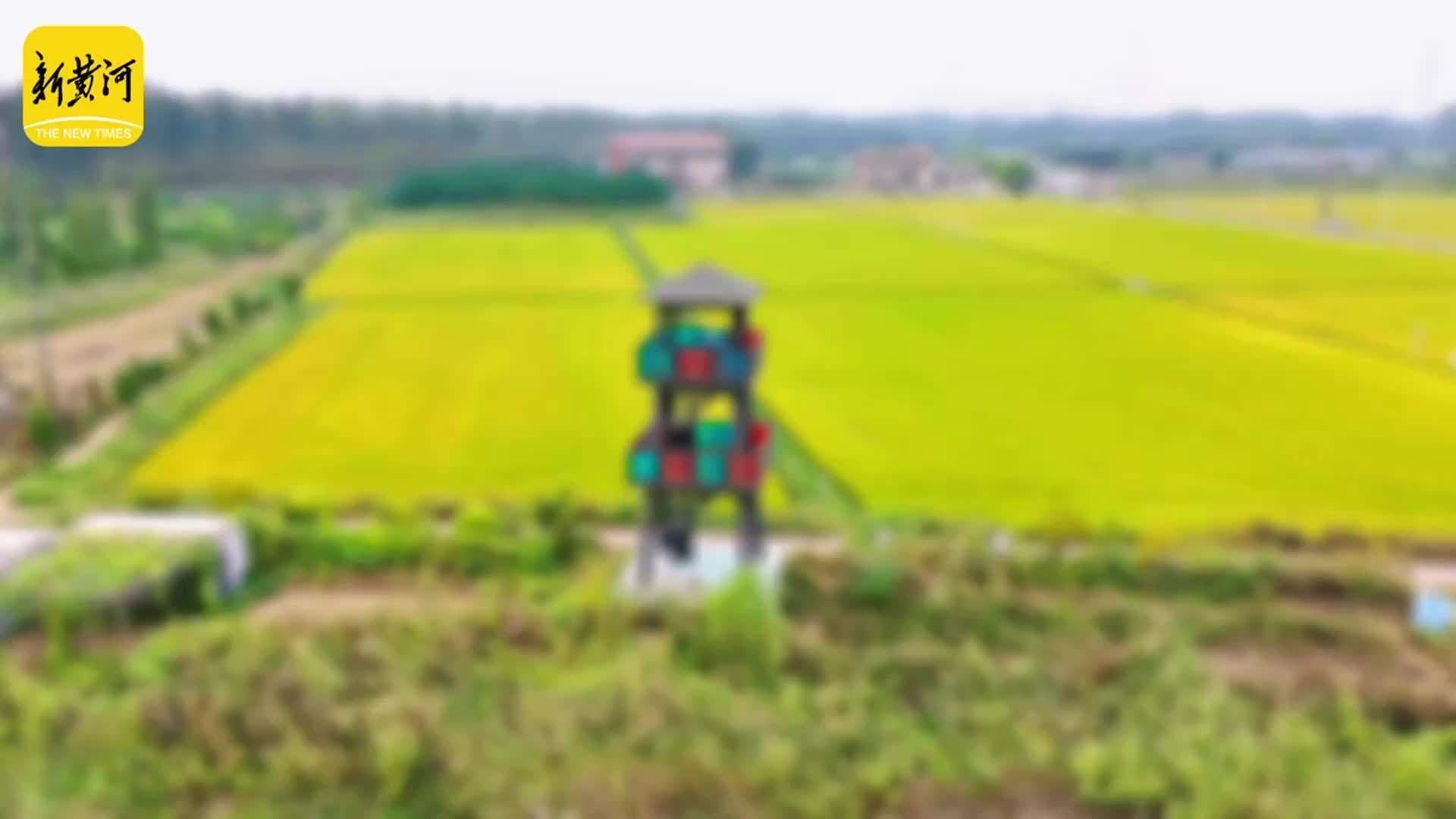 金浪翻涌稻香浓，济南吴家堡席家庄“丰”景如画