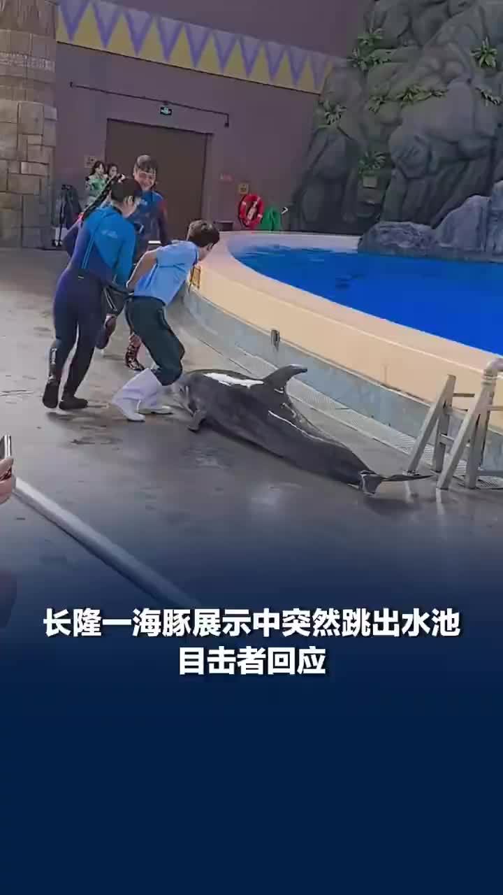 珠海长隆一海豚展示中突然跳出水池，海豚突然跳出水池现场观众发声：没受伤，已经回水里了