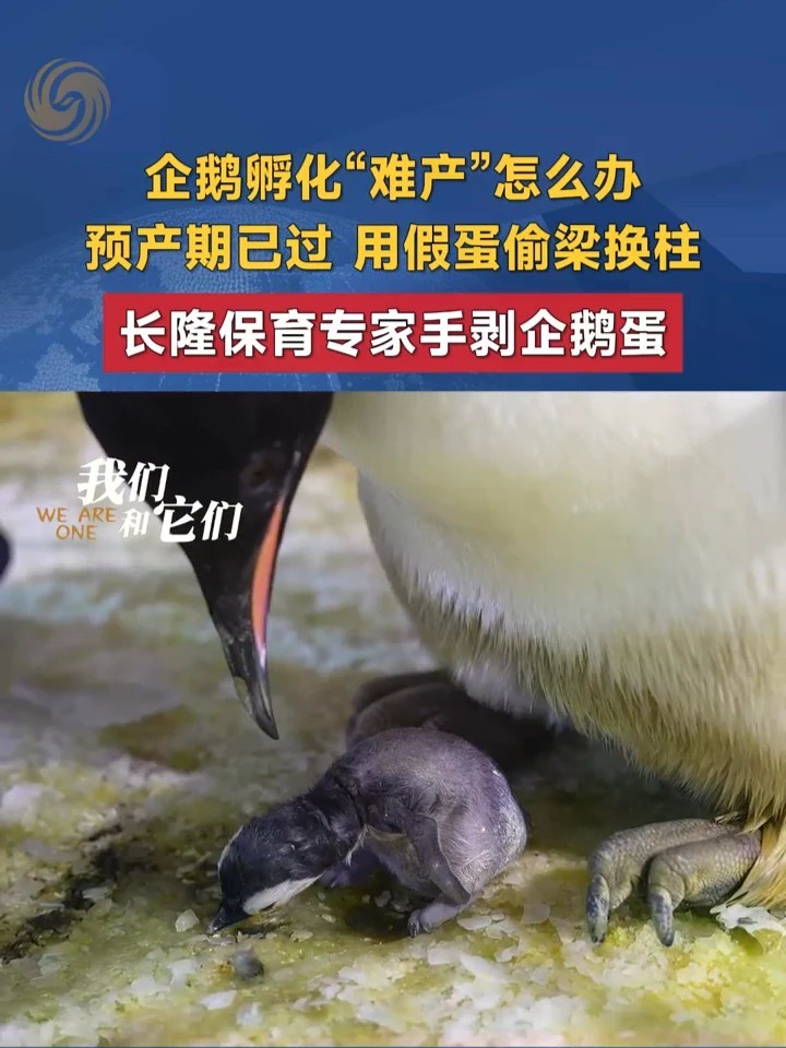 帝企鹅的孵化期一般在60至70天，雏鸟会自己啄破蛋壳出来。但也会有过了预产期好几天却不能破壳的“难产”情况。此时，需要保育专家人工介入，帮助雏鸟出壳。#横琴长隆海洋王国 #长隆帝企鹅 #帝企鹅人工