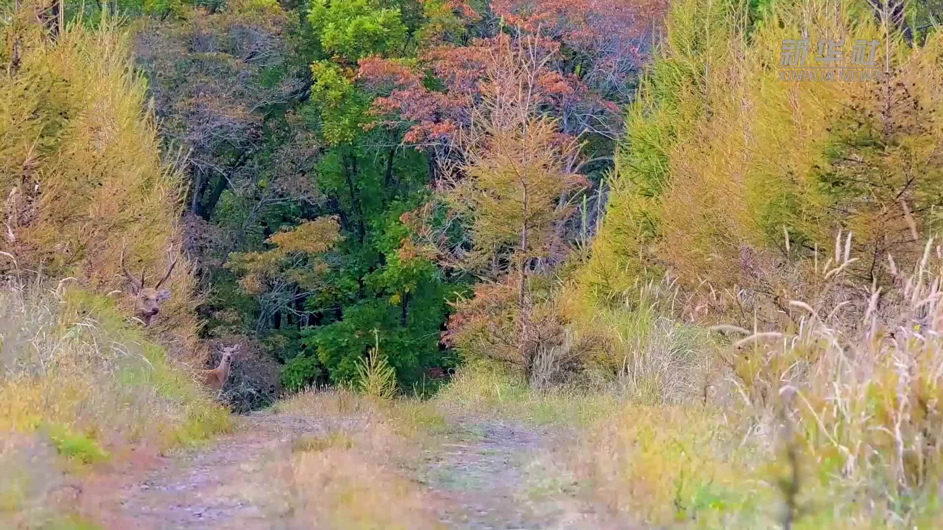 鹿鸣“五花山”，黑龙江秋日限定美景上线