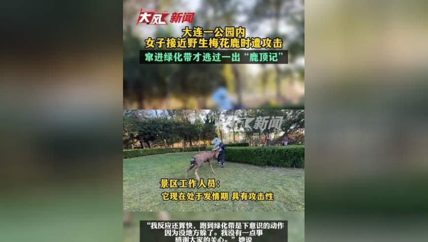 大连一公园内女子接近野生梅花鹿时遭攻击 窜进绿化带才逃过一出“鹿顶记”